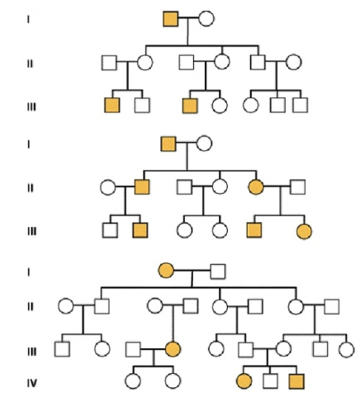 <p>Genetic makeup of an organism.</p>