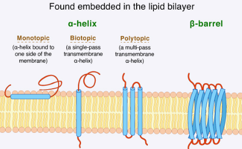 <p>integral/transmembrane proteins</p>