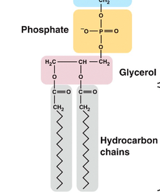 <p>phospholipids contain...</p>