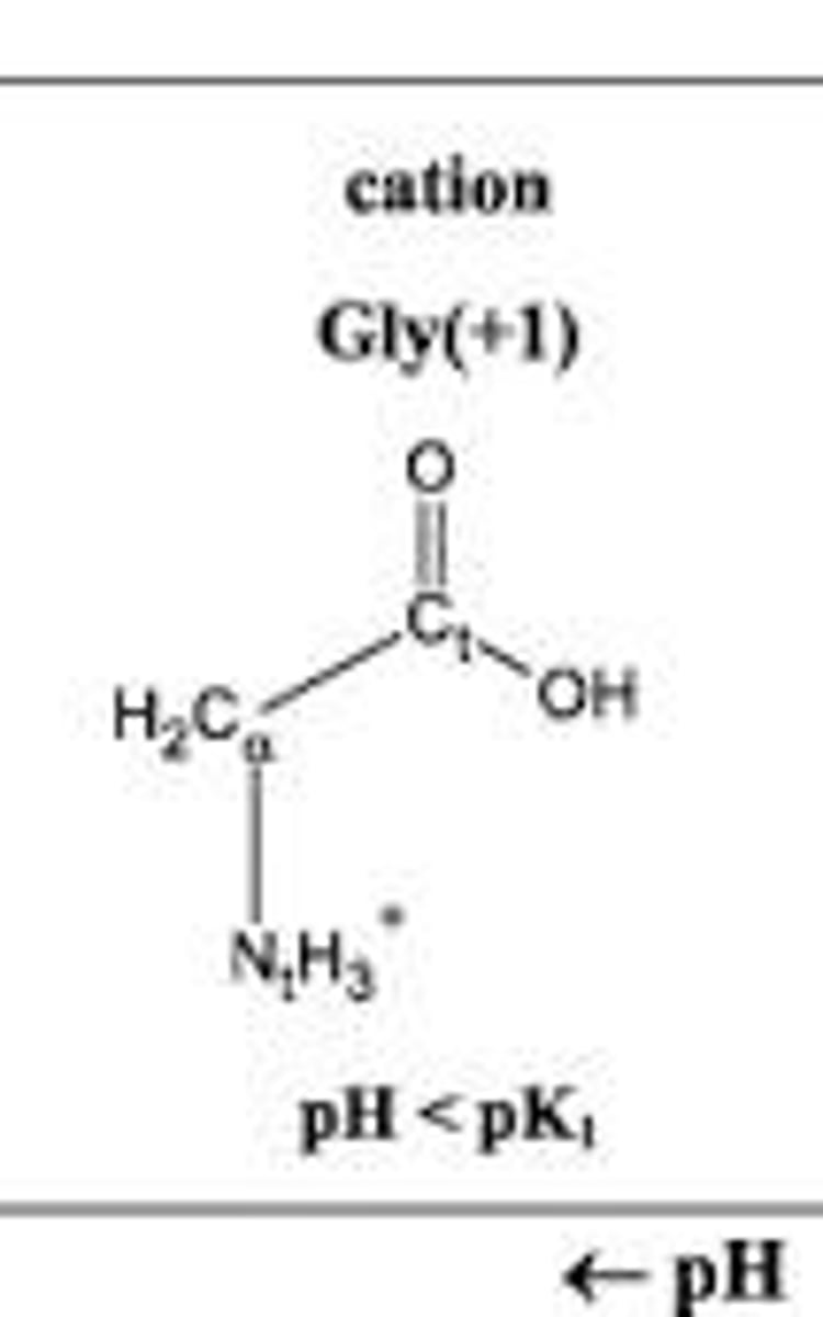<p>The positively charged form of an amino acid that exists at low pH.</p>