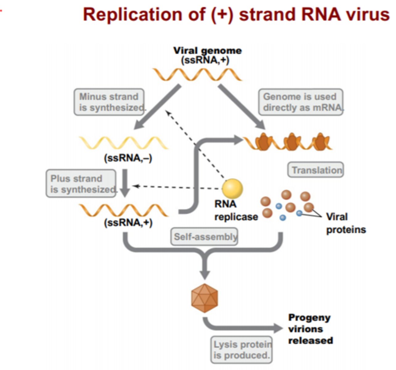 <p>means RNA is like mRNA and can move right into translation to turn into protein. These types of viruses can replicate much faster than (-) strand viruses.</p>