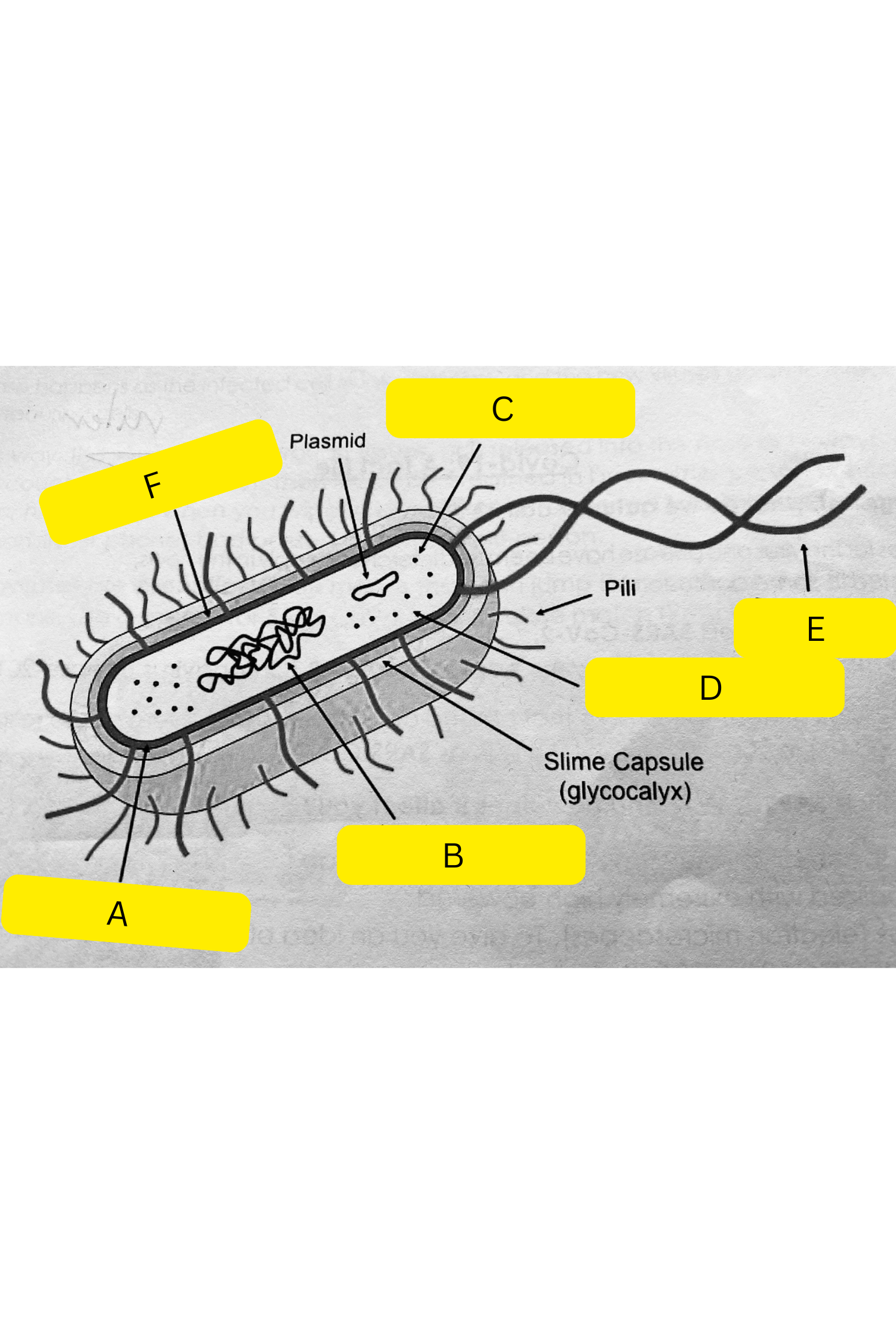 <p>What is <strong>F </strong>on the bacterium diagram?</p>
