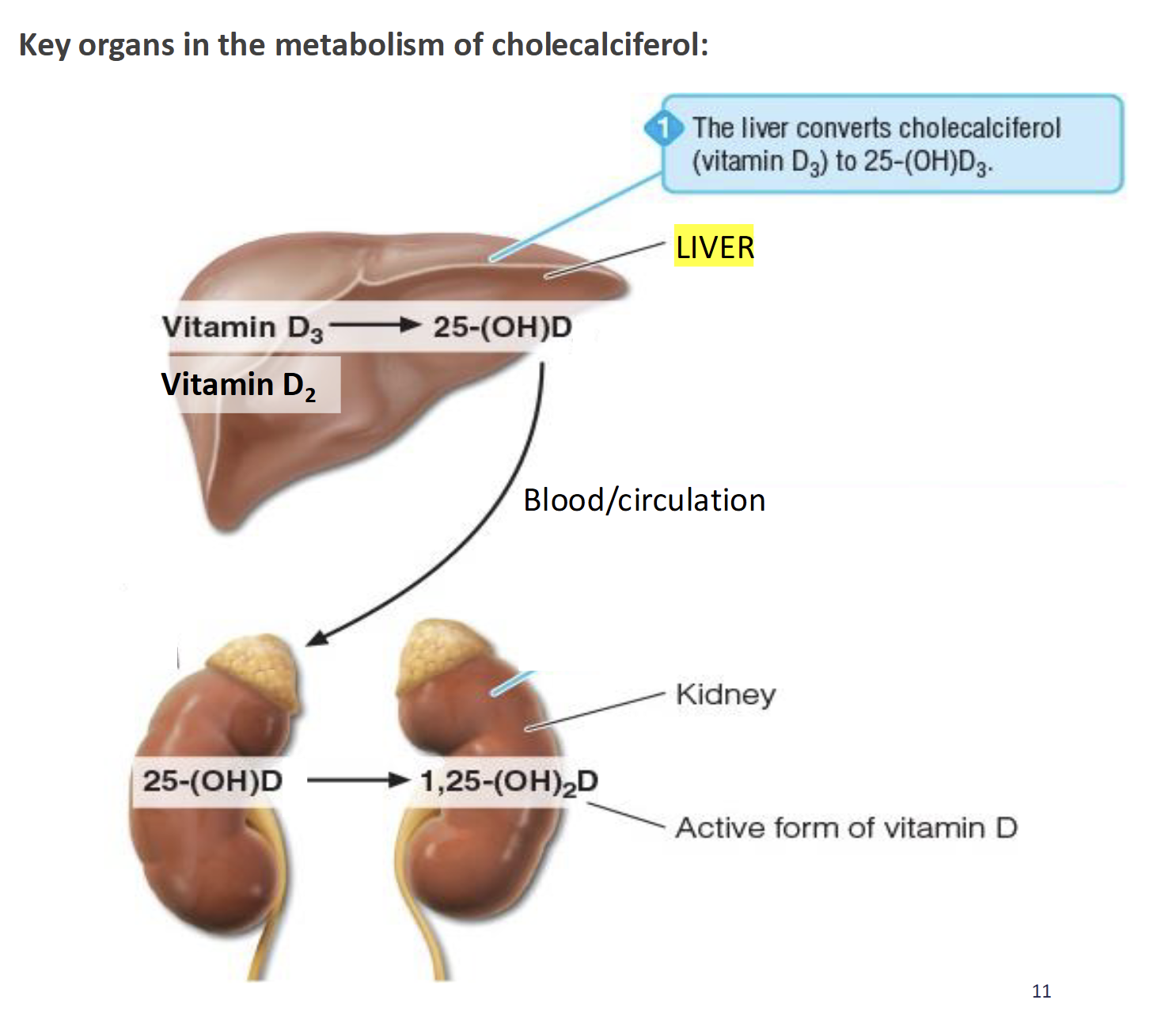 <p>Liver converts D2 & D3 to 25-hydroxyvitamin D (25(OH)D) which is released into circulation and goes to the kidney</p><p>Specific enzyme in kidney converts 25(OH)D to calcitriol (1,25(OH)<sub>2</sub>D) the active form of vitamin D and a hormone</p>