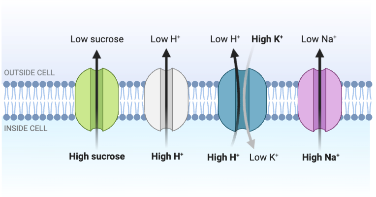 <p>Which statements accurately describe the transport shown in the figure? Select <strong>all</strong> that apply.</p><ul><li><p><span>a. The transport of K<sup>+</sup> into the cell does not require energy in the form of ATP.</span></p></li><li><p><span>b. The transport of H<sup>+</sup> out of the cell does not require energy in the form of<strong> </strong>ATP.&nbsp;</span></p></li><li><p><span>c. The transport of Na<sup>+</sup> out of the cell requires energy in the form of ATP.</span></p></li><li><p><span>d. The transport of sucrose out of the cell occurs by active transport.</span></p></li></ul><p></p>