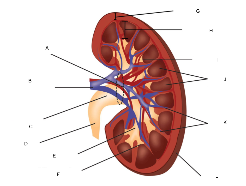 <p>What is H?</p>