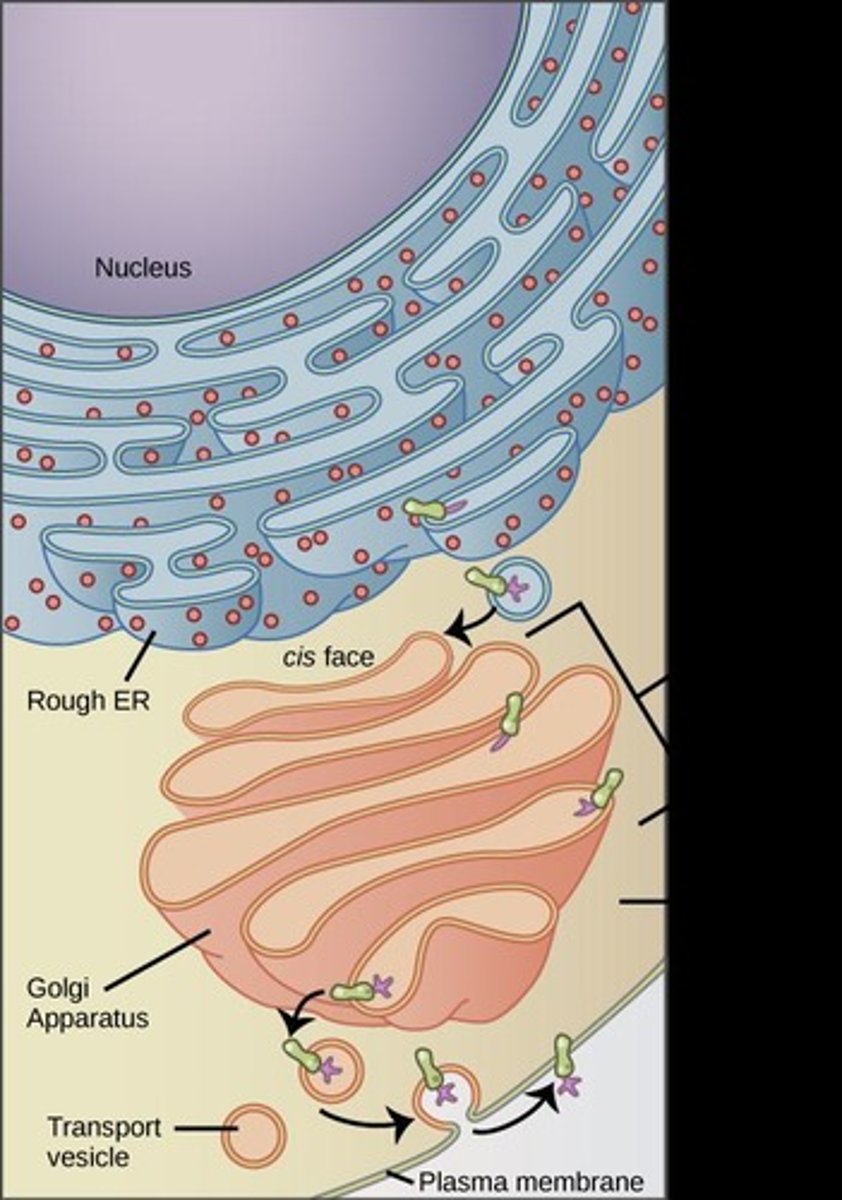 <p>The Golgi apparatus has a cis face (closest to the ER) and a trans face (farthest from the ER).</p>
