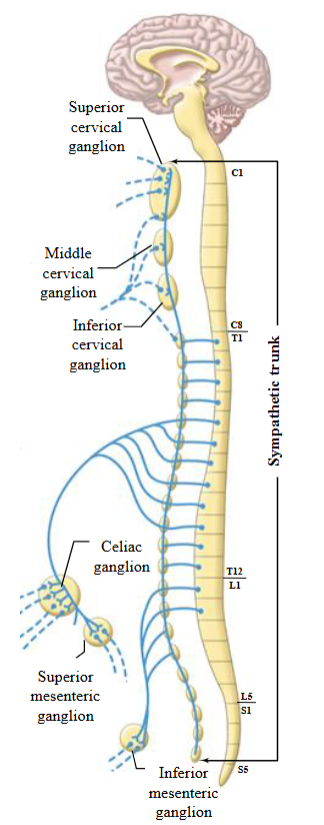 <ul><li><p>Sympathetic ganglia located in front of the vertebral column, outside the sympathetic chain, near the viscera and arteries. </p><ul><li><p>Celiac ganglion, superior mesenteric ganglion, and inferior mesenteric ganglion.</p></li></ul></li><li><p>Innervates abdominal and pelvic viscera.</p></li></ul><p></p>