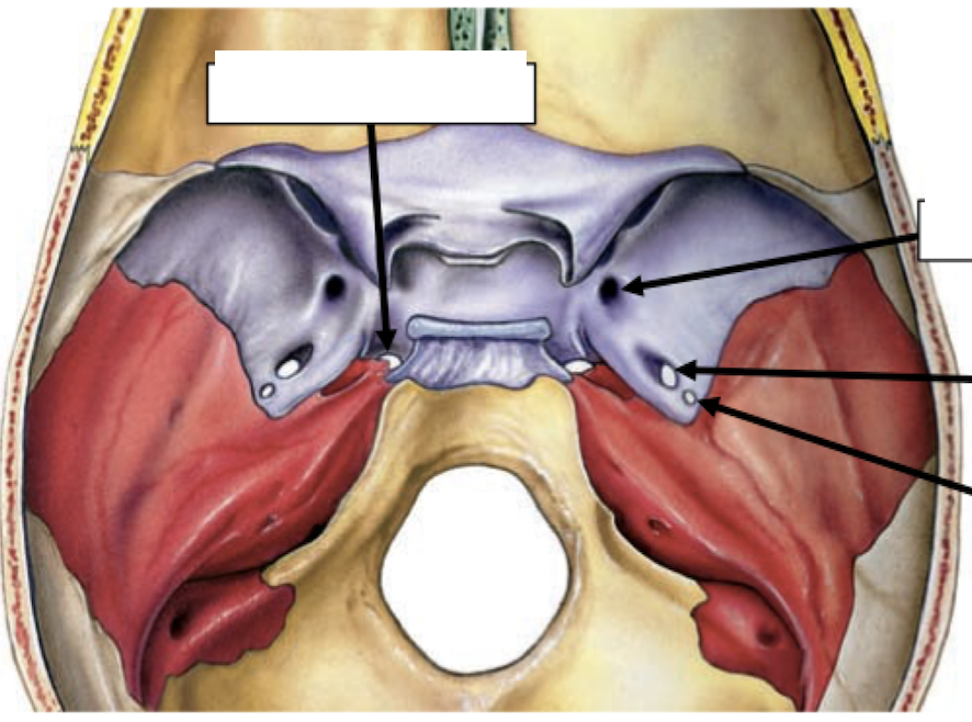 <p>Skull Foramina: Sphenoid Bone</p>