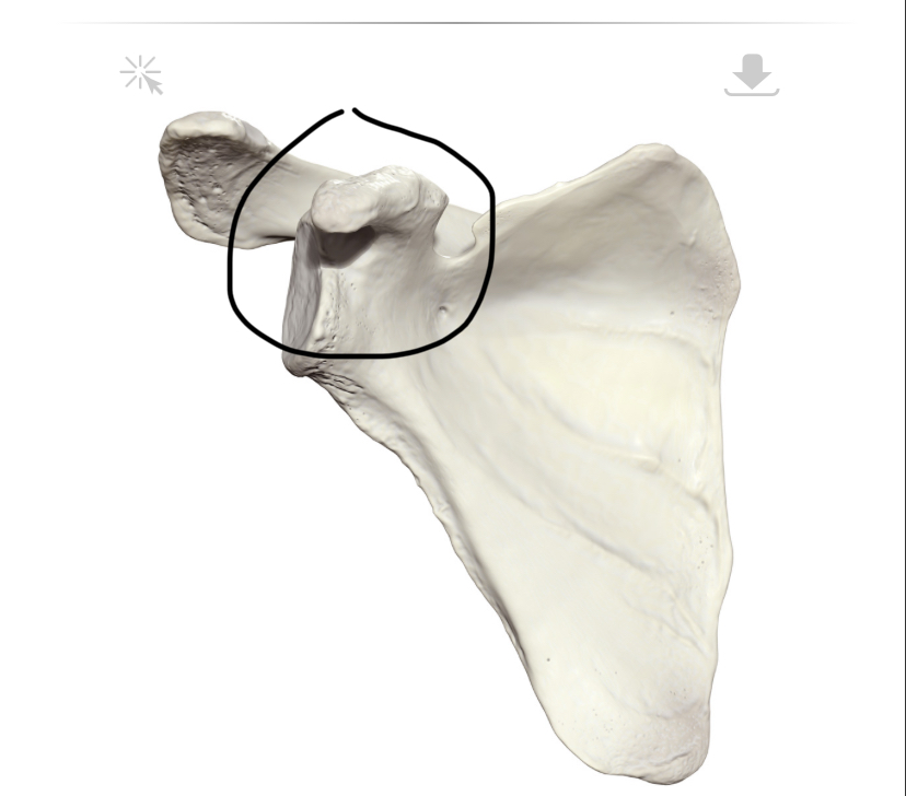 <p>Hoe heet dit botpunt?</p>