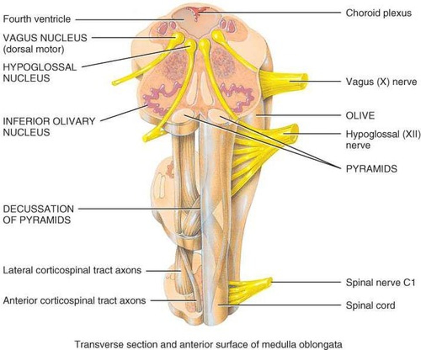 <p>They are motor tracts where decussation occurs, meaning the left cerebral cortex controls the right side of the body and vice versa.</p>