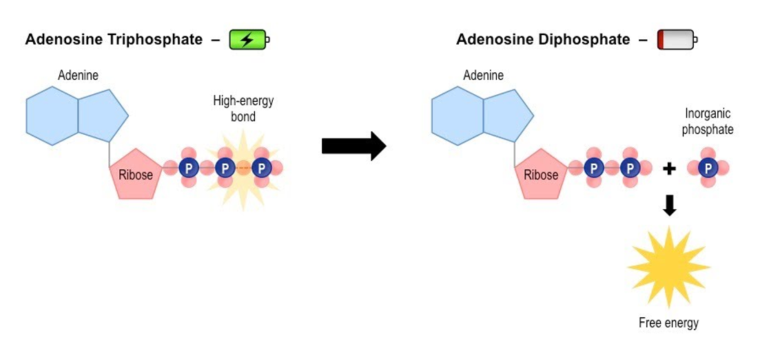 <p>. when a phosphate molecule is stripped from ATP, stored chemical energy is released and ATP becomes ADP </p>