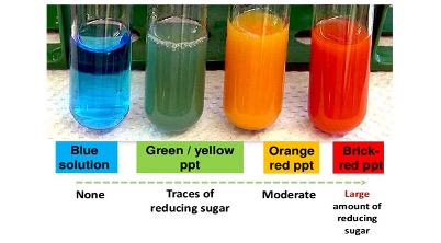 <p>which test tube contains glucose</p>