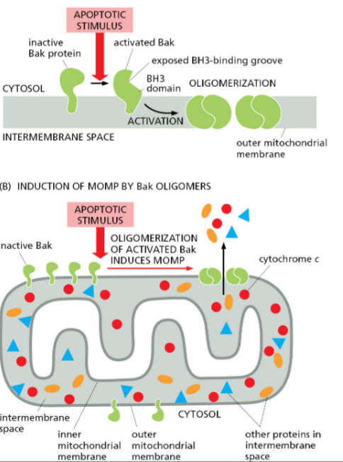 <p>Releases cytochrome C from mitochondria = apoptosis signal</p>