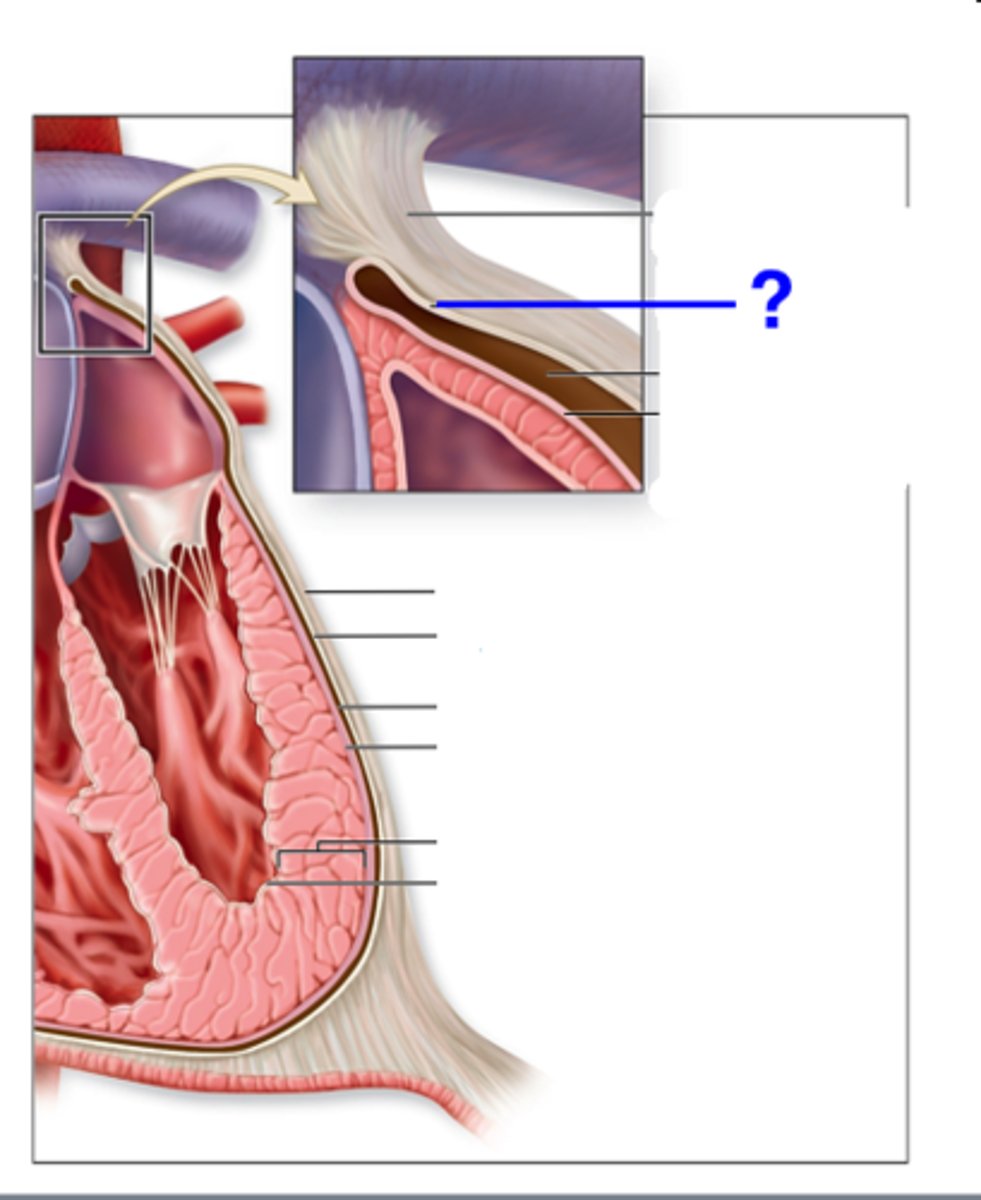 <p>lines the inner surface of the fibrous pericardium</p>