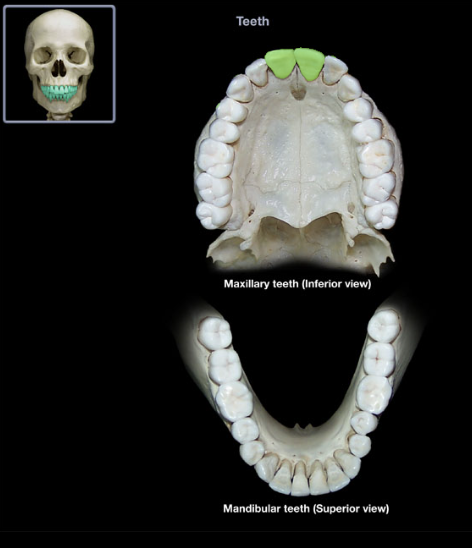 knowt flashcard image