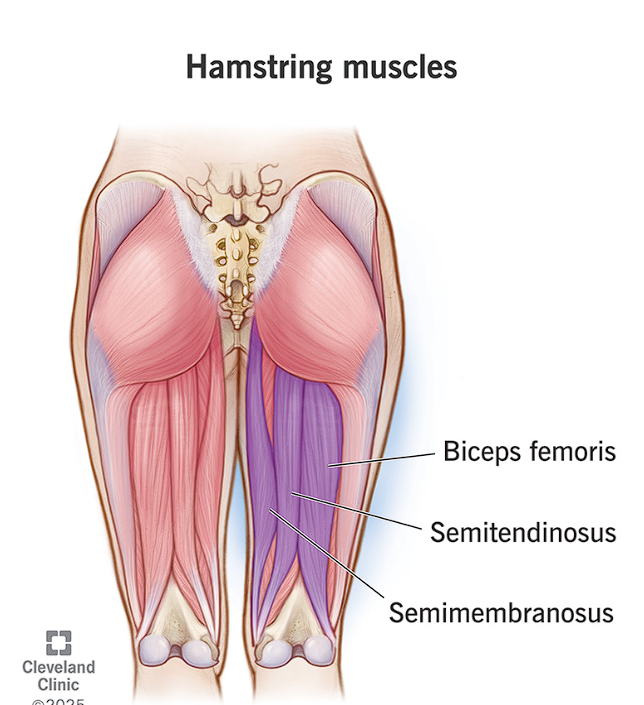 <p>contains: </p><ul><li><p>Biceps femoris </p></li><li><p>Semitendinosis </p></li><li><p>Semimembranosis </p></li></ul><p></p>