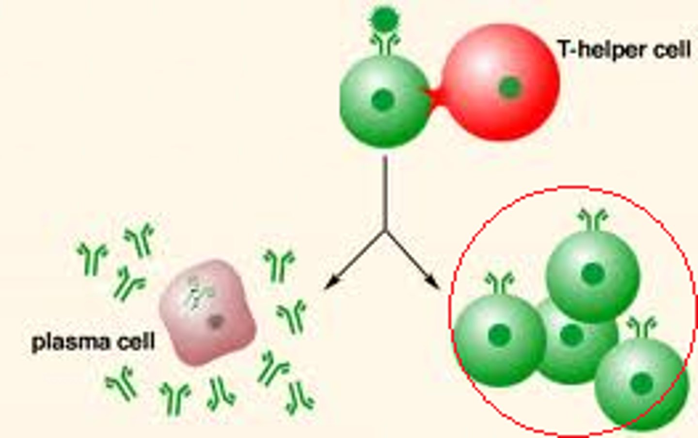 <p>produce antibodies</p>