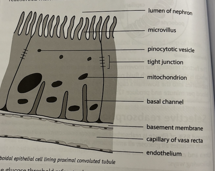 <p>around 85% of filtrate is reabsorbed in the proximal convoluted tubule, which includes all glucose, all amino acids, and most of the water and salts. urea and excess water forms urine. the useful products are reabsorbed in the following ways:</p><ul><li><p>mineral ions, and salts - facilitated diffusion and active transport into epithelial cells</p></li><li><p>glucose and amino acids - secondary active transport using a co-transport with two sodium ions by facilitated diffusion into the cell. sodium ions and glucose move separately into the capillaries</p></li><li><p>water - osmosis</p></li><li><p>some filtered proteins and urea - by diffusion </p></li></ul><p>the proximal convoluted tubule is adapted for reabsorption in the following ways:</p><ul><li><p>cells lining the tubule have a large surface area due to the presence of microvilli and basal channels (infolding of the membrane in contact with the capillary). there are also large numbers of nephrons </p></li><li><p>cells contain many mitochondria which provide ATP for active transport of solutes</p></li><li><p>close association with capillaries which creates a short diffusion pathway between cells and the peritubular capillaries</p></li><li><p>tight junctions are found between adjacent cells which prevent seepage of reabsorbed materials back into the filtrate</p></li></ul><p>the glucose threshold refers to the maximum mass of glucose that can be reabsorbed in the proximal convoluted tubule. where blood glucose concentrations are very high e.g. in type 1 and 2 diabetes, not all of it can be reabsorbed in the tubule, so some remains in the filtrate and therefore in the urine. the majority of water (90%) is reabsorbed in the loop of Henle and distal convoluted tubule and collecting duct. the volume of water reabsorbed in the convoluted tubule and collecting duct varies according to the body’s needs. </p><p></p>