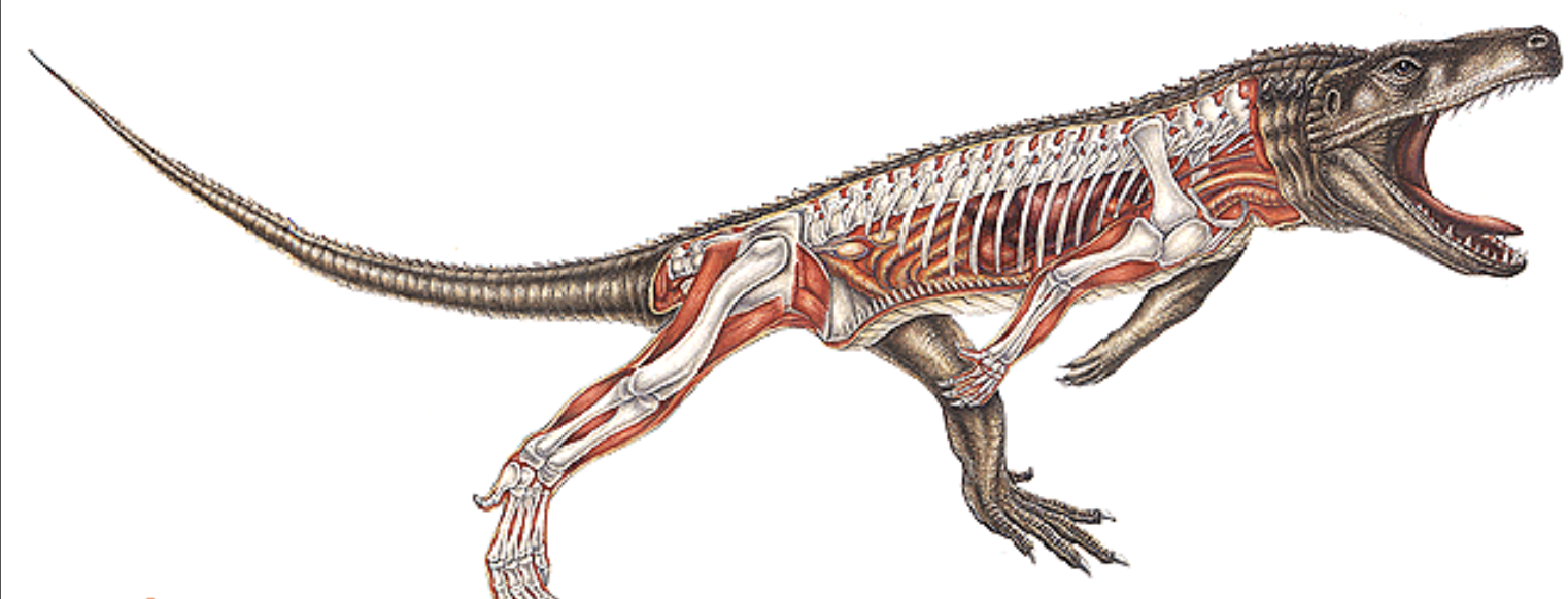 <p>Thecodont</p>