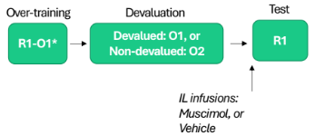 <p>Interlimbic cortex study (devaluation)</p>