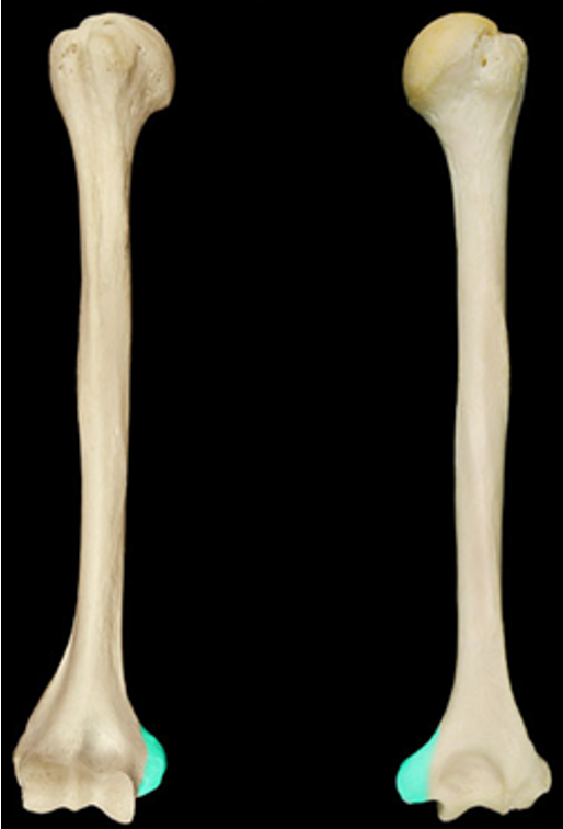 <p>the large, pronounced,  medial bump on the distal end of the humerus</p>