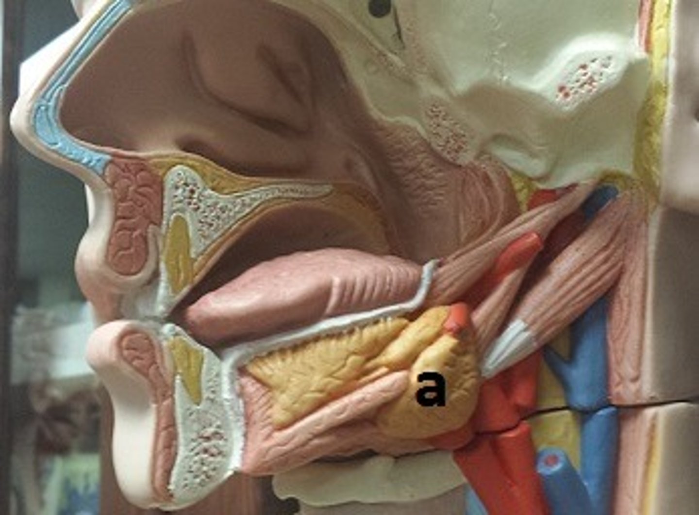 <p>What cranial nerve controls secretions from this structure?</p>