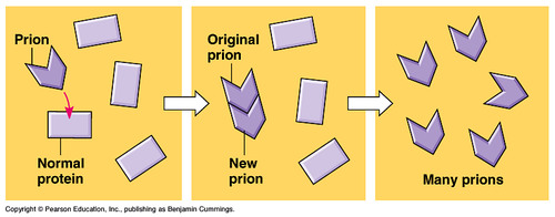 misfolded proteins that induce normal proteins to be misfolded the same way, inducing a "chain reaction" causing disease
