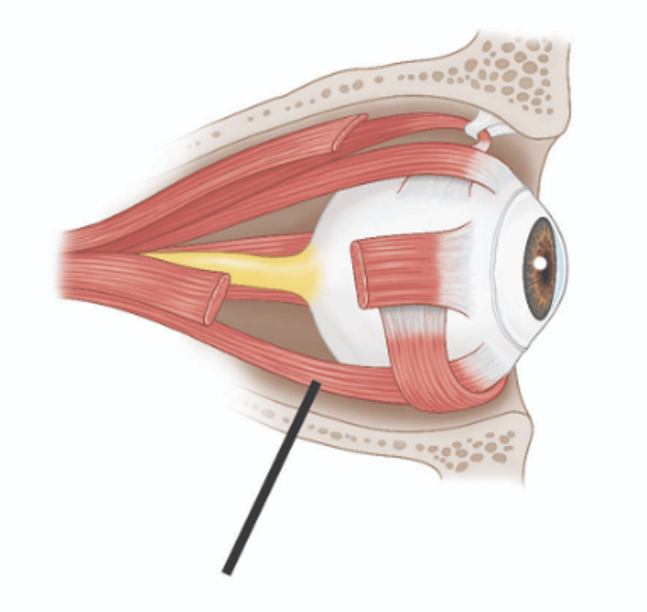 <p>Identify structure.</p>