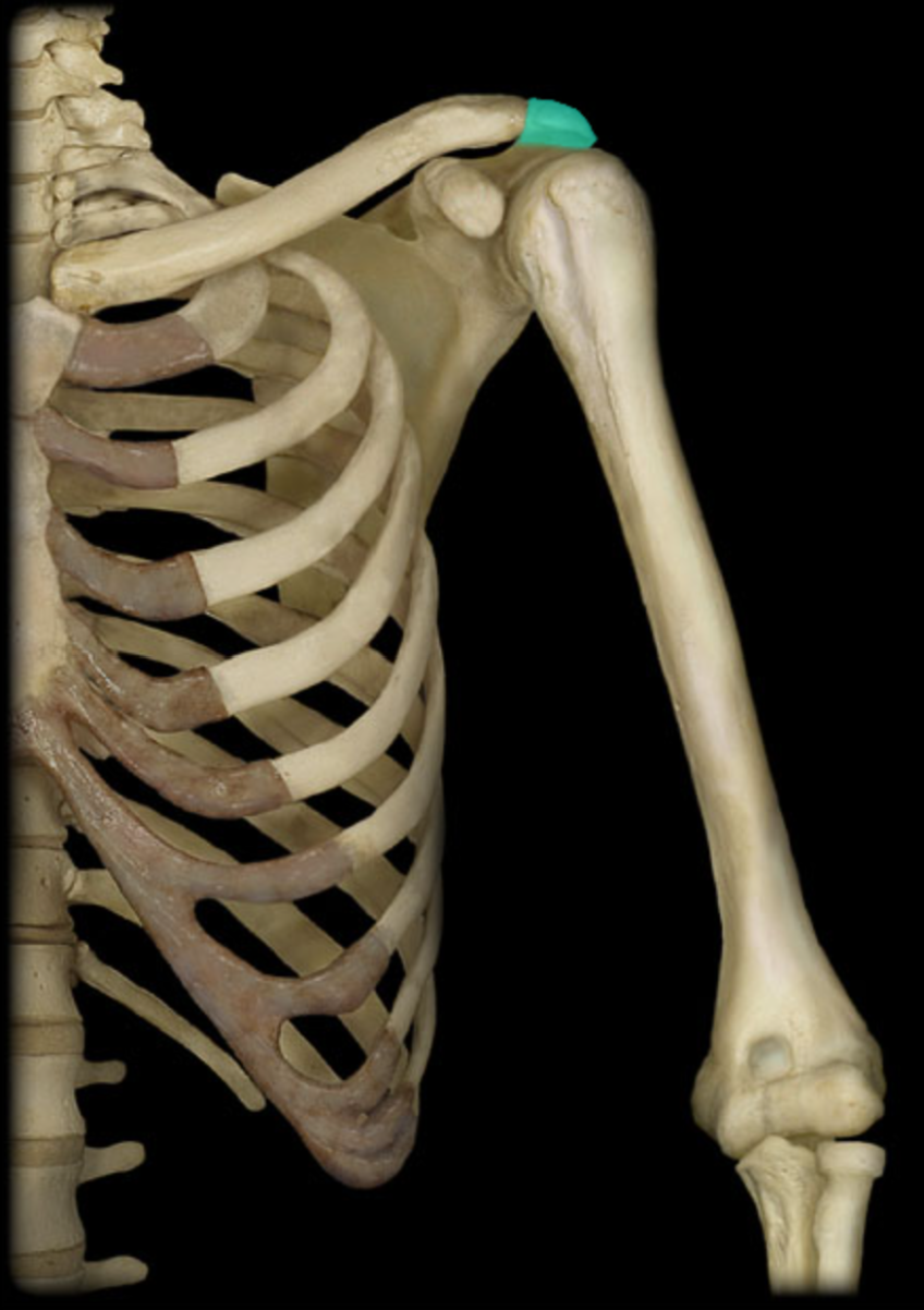 <p>Articulates with clavicle</p>