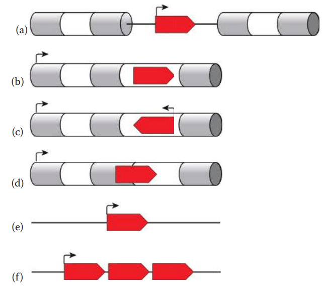 The genomic location and the structure of miRNAs. (a) An intergenic miRNA gene, (b) a sense intronic miRNA gene, (c) an antisense intronic miRNA gene, (d) an exonic miRNA gene, (e) a monocistronic miRNA gene, and (f) polycistronic miRNA genes.