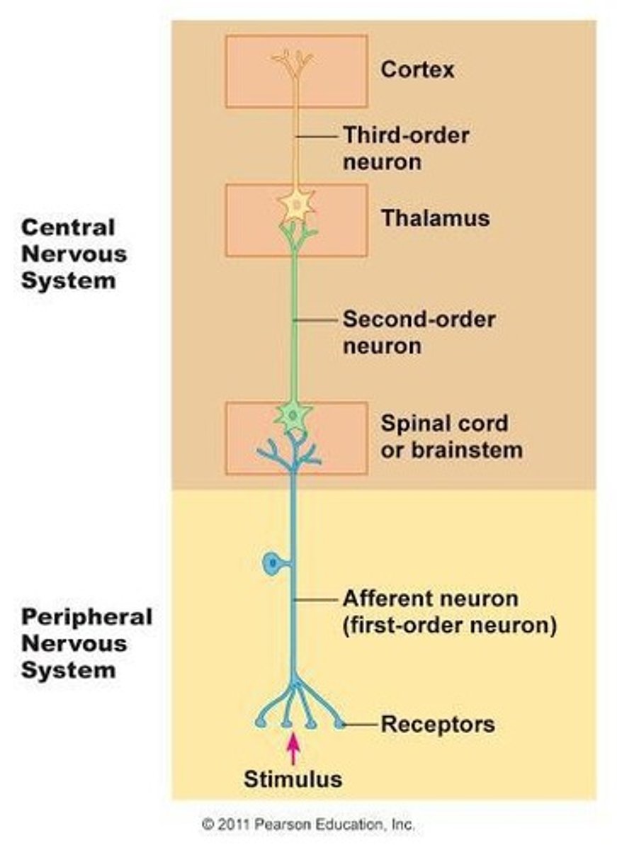 <p>Conscious and subconscious awareness of changes in the external or internal environment.</p>