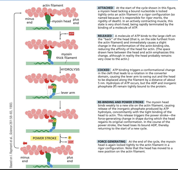 <p>Each cycle of ATP binding, hydrolysis and release = propelling of motor protein forward to new binding site.</p><p>1) ATP binding to myosin head releases the myosin head from the actin filament.</p><p>2) ATP hydrolysis and rotation of myosin head (swinging of 8.5nm lever arm).</p><p>3) Binding of myosin head to actin filament.</p><p>4) Release of phosphate group and “power stroke” = force generating change restoring myosin head to original conformation = single step of movement.</p><p>5) Release of ADP from myosin head.</p>