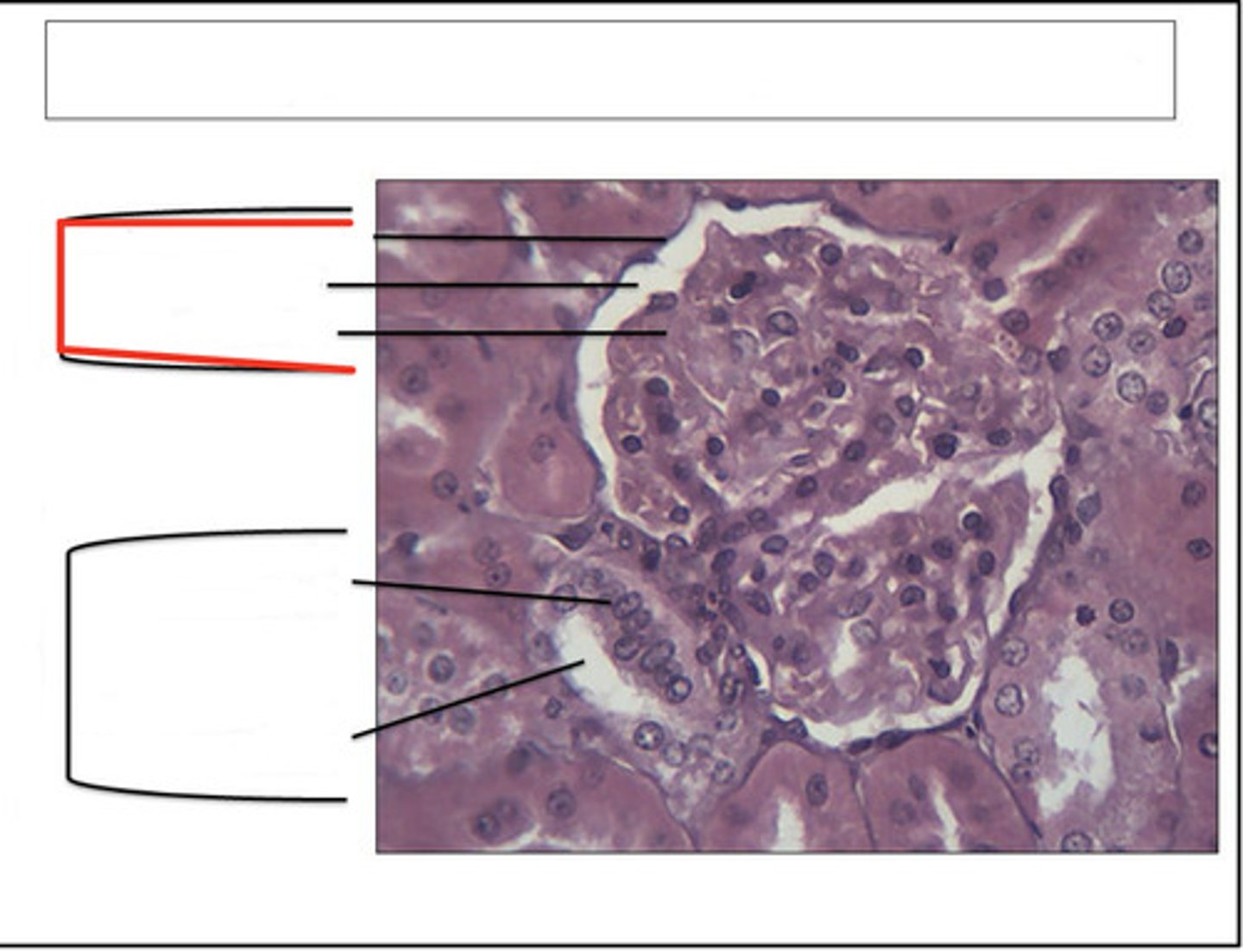 <p>Identify this structure and organ</p>