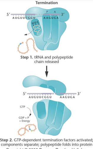 <p>occurs when a stop codon/termination codon/ nonsense codon in the mRNA reaches the A site of the ribosome. The polypeptide chain is done being extended. GTP-dependent termination factors stimulate the release of tRNA and dissociation of small and large subunits. The polypeptide folds into a protein. -polypeptide chain is seen at the P-site -A-site will be empty</p><ul><li><p>GTP-dependent release factors cleave the polypeptide bond.</p></li></ul>