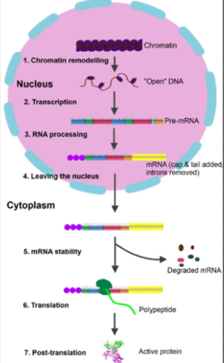 <p>gene regulation in eukaryotes can occur at several different stages: </p><p>chromatin remodeling</p><p>transcription (most genes regulated at this level)</p><p>RNA processing</p><p>RNA stability</p><p>Translation</p><p>Post-translation</p>