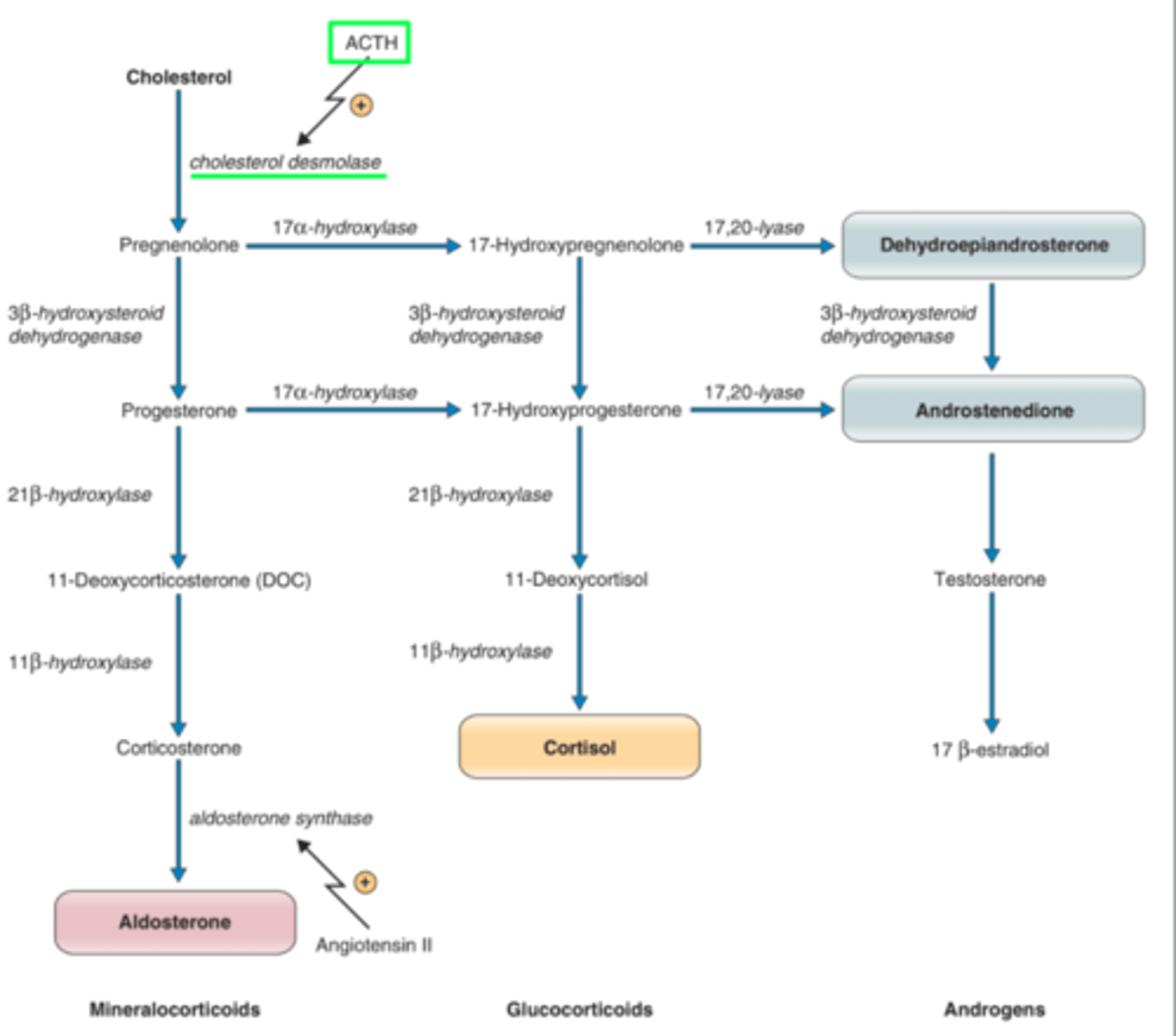 <p>what is the rate limiting enzyme in steroid hormone biosynthesis</p>
