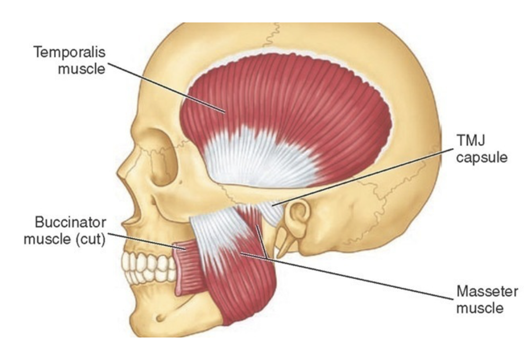 <p><mark data-color="blue">What do the masseter and temporalis do?</mark></p>