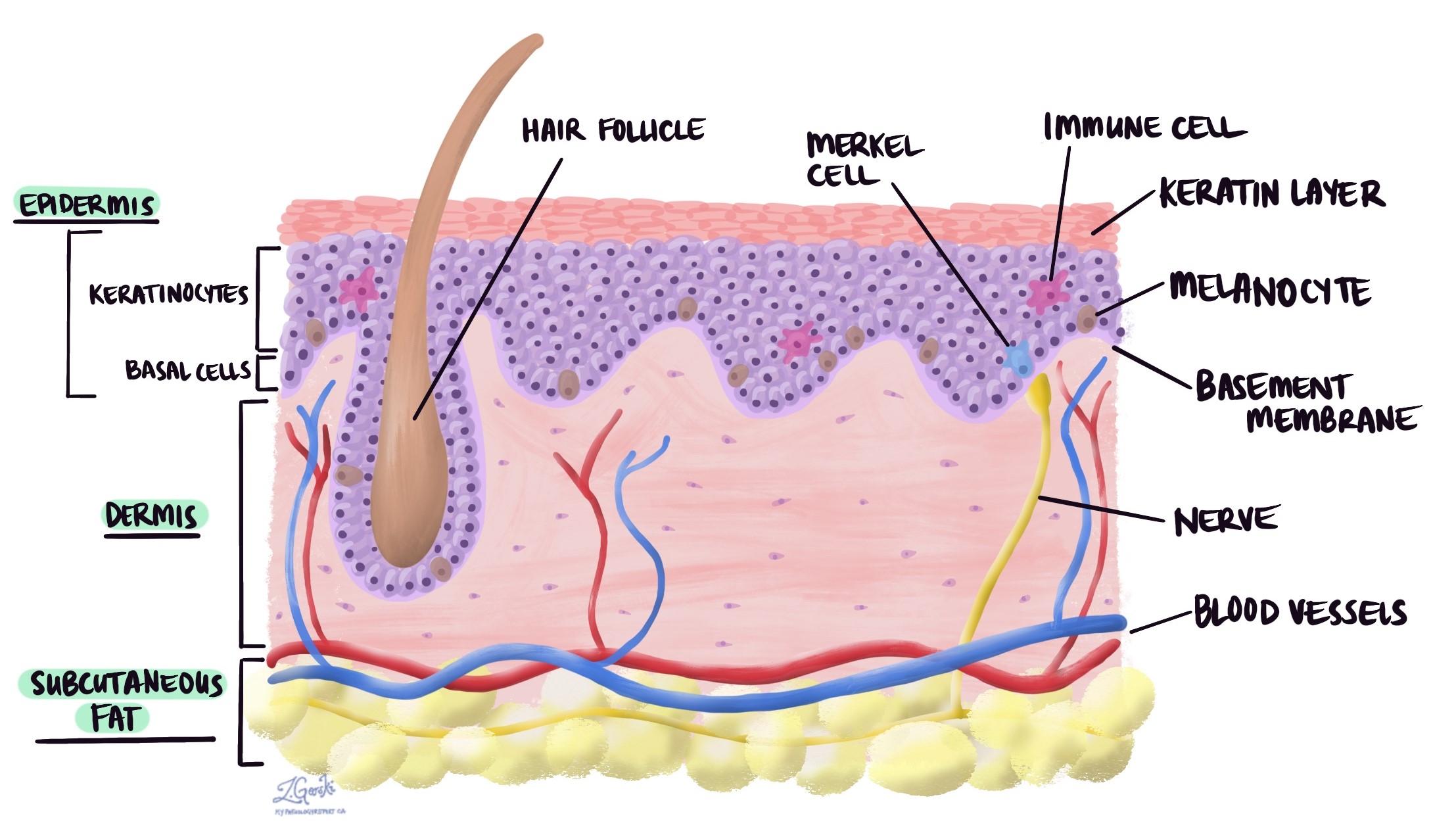 <p><strong>Melanocytes</strong></p>
