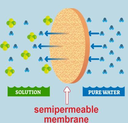 <p>diffusion of water across a membrane</p>