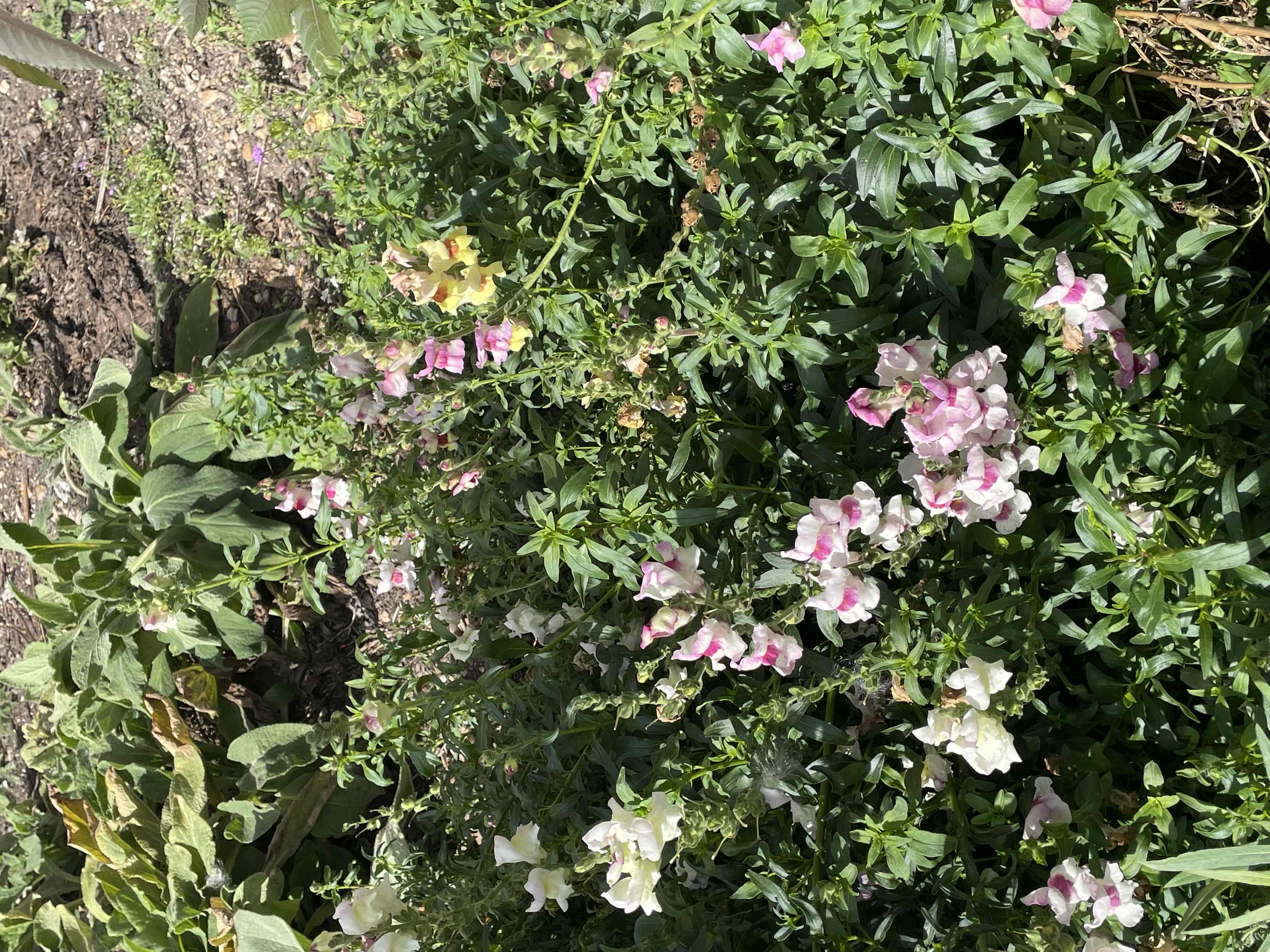 <p>Antirrhinum majus</p>