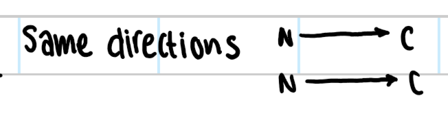 <p>beta sheets go in the same direction</p><p></p>