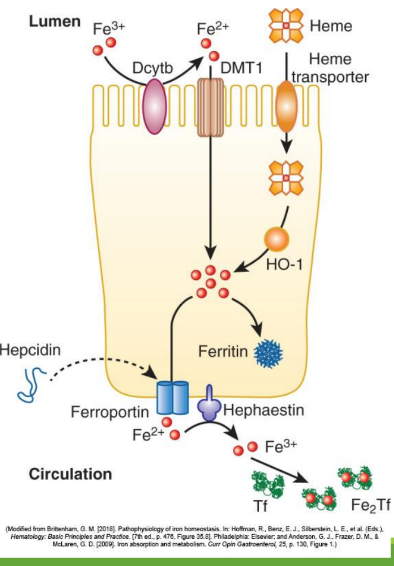 <p>In blood Fe+3 (x2) binds to apotransferrin→ ____</p>