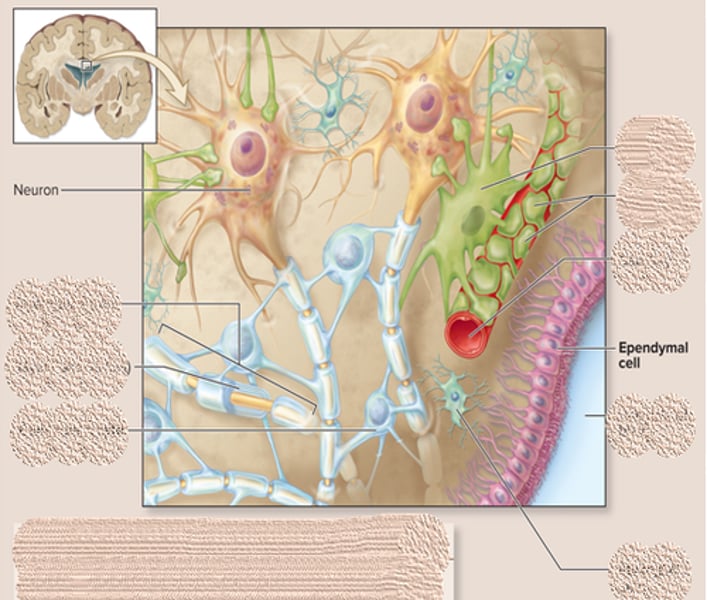 <p>-line cavities in the brain and spinal cord<br>-produces cerebral fluid</p>