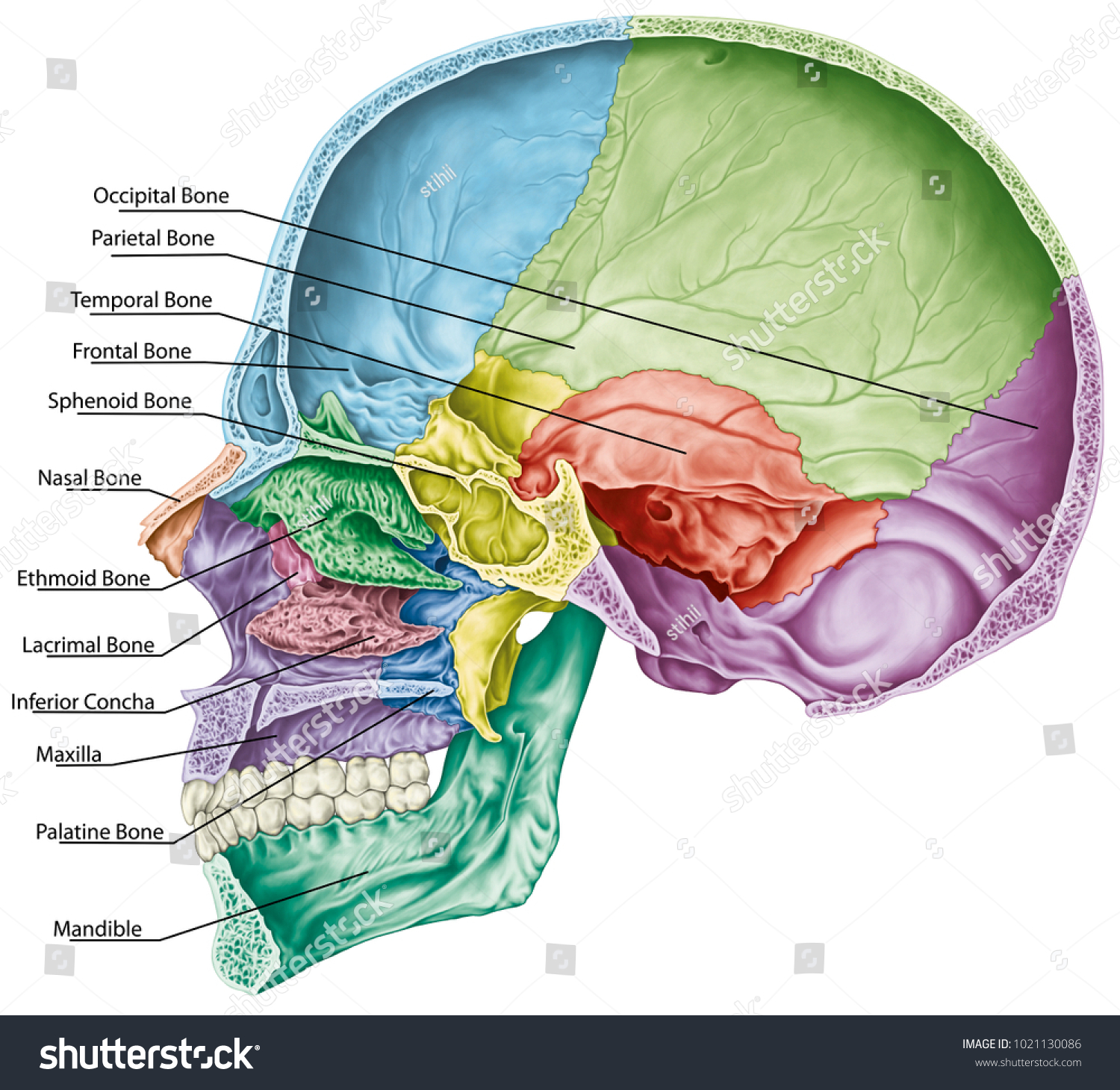 <p>Space in the skull/head</p>