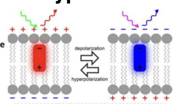 <p>change fluorescence in response to changes in membrane potential</p>