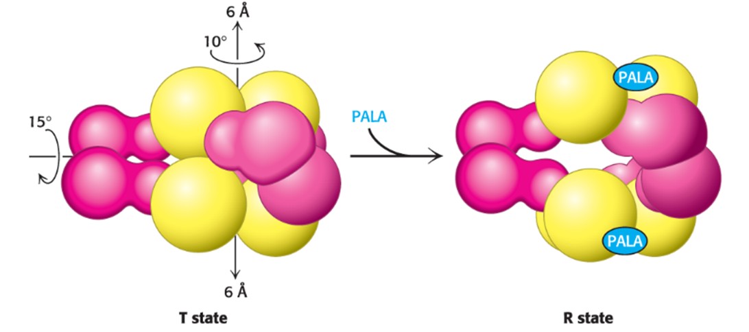 <p>Binding of PALA (substrate) causes structural changes that convert the compact, less active T state into the expanded, active R state</p>