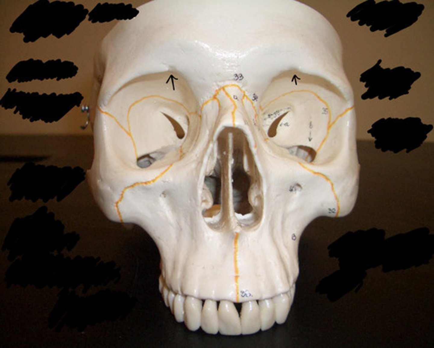 <p>What area is pointed to here?</p>