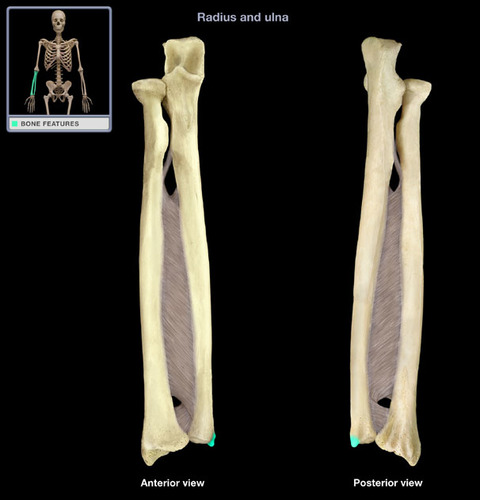 <p>distally and medially on the ulna</p>