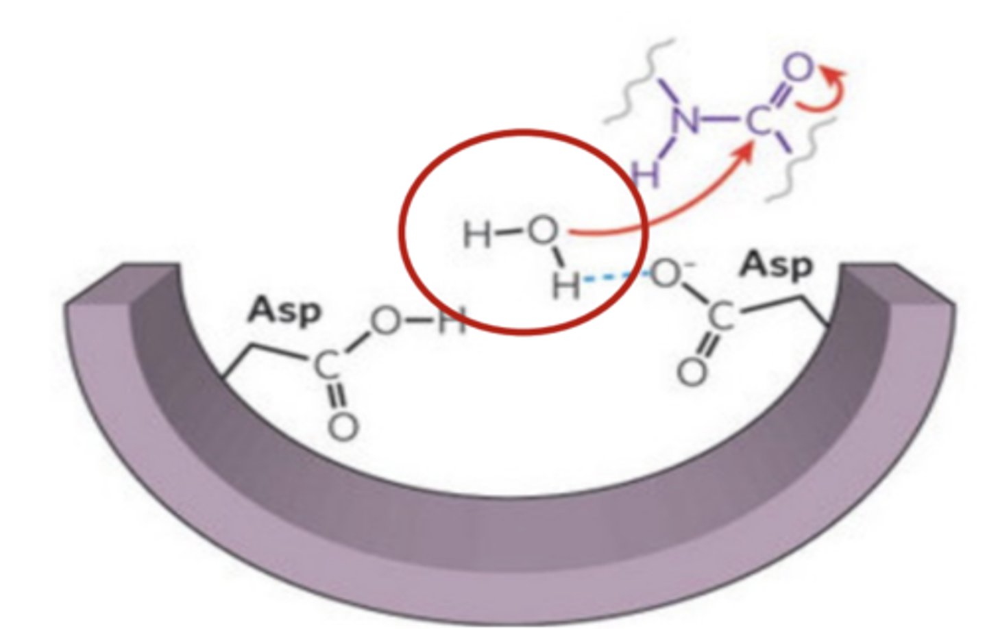 <p>2 Asp residues</p>