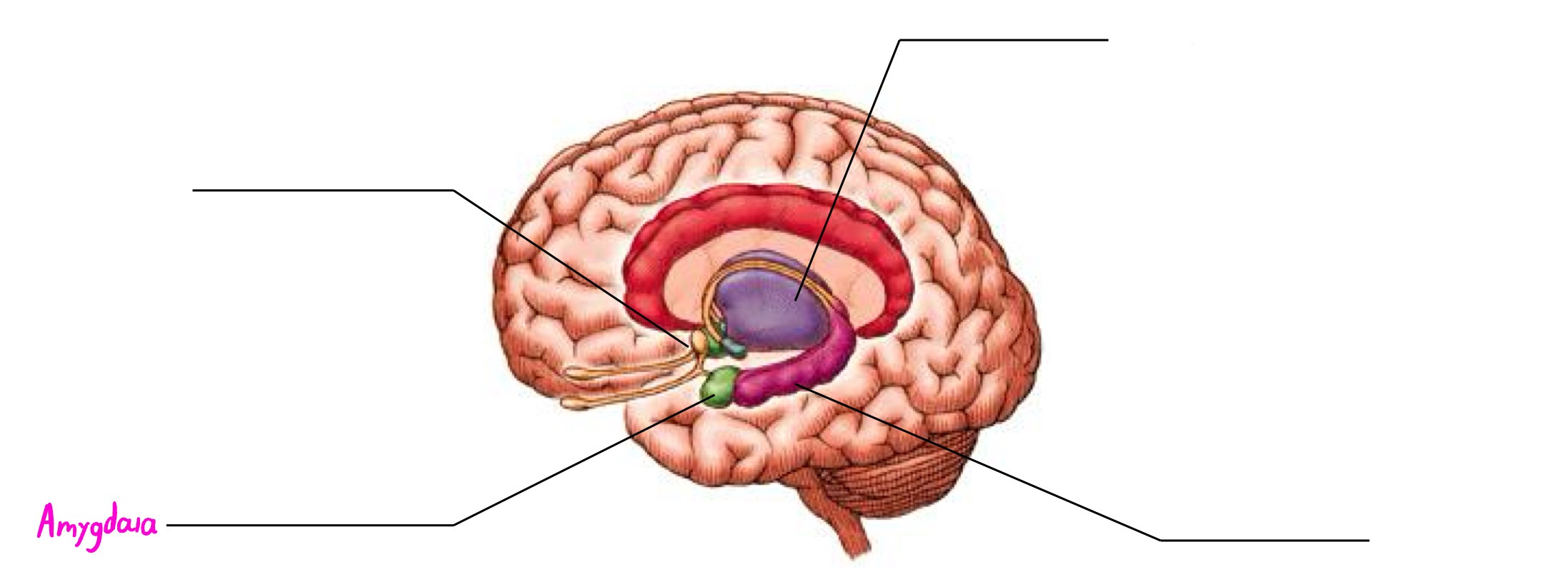 <p>Part of limbic system; almond-shaped structure; involved in emotion &amp; memory (usually negative emotions such as anger, fear, etc.)</p>
